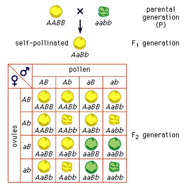 다양한 형질의 씨앗
