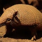 아르마딜로