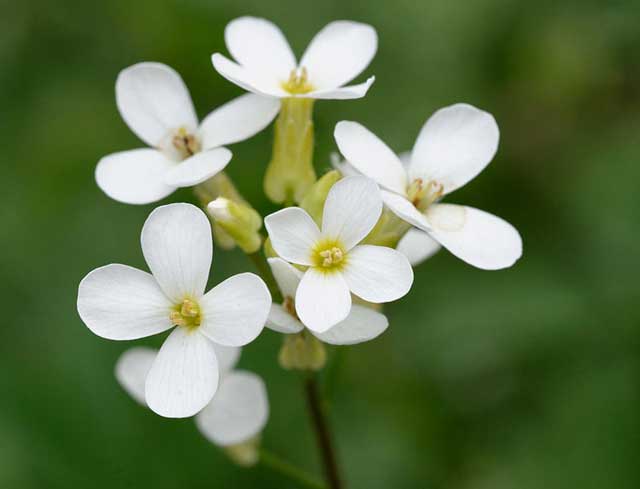 애기장대