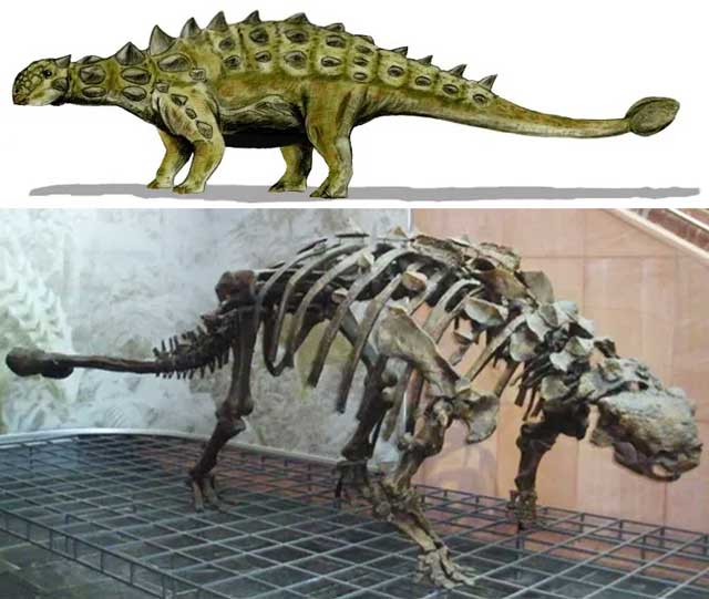 유플로케팔루스