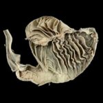 겹주름위