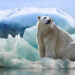 북극곰