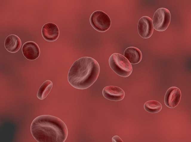 RH식 혈액형 적혈구