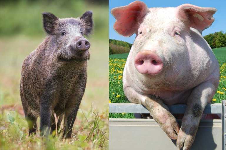 멧돼지와 집돼지