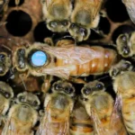 여왕벌