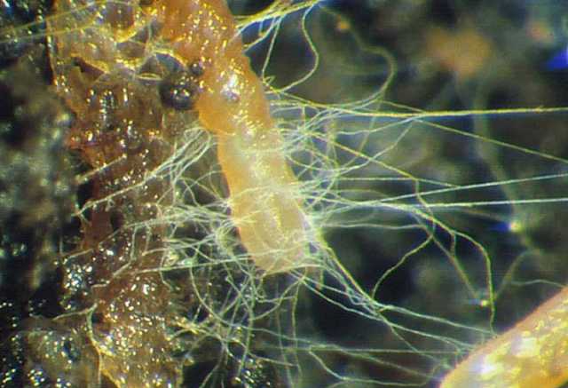 외생균근