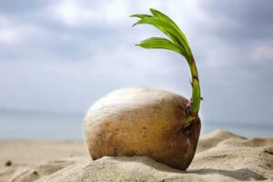 몰디브의 섬은 어떻게 만들어졌을까? 코코넛 발아