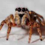 절지동물