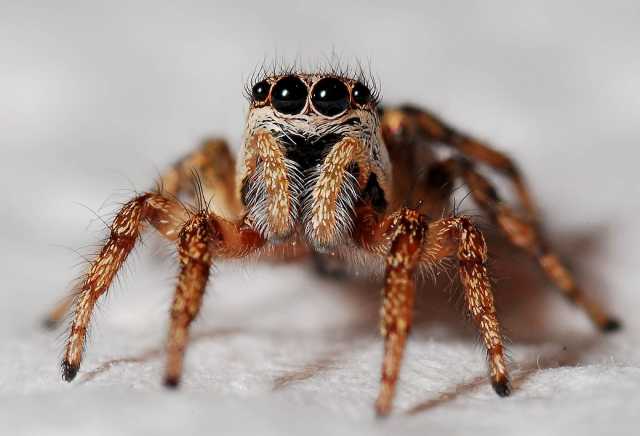 곤충과 절지동물의 크기가 작은 이유 절지동물