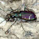 호주_길앞잡이