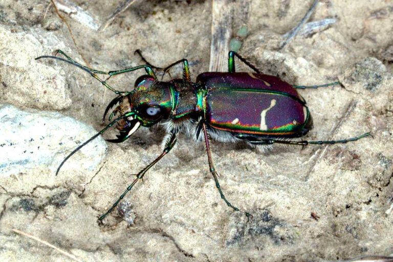 호주_길앞잡이