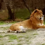 타이곤